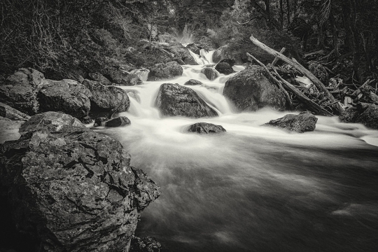 FUERZA NATURAL  - Edicion limitada - 1 de 24 obras de 60cm x 40cm Comprar